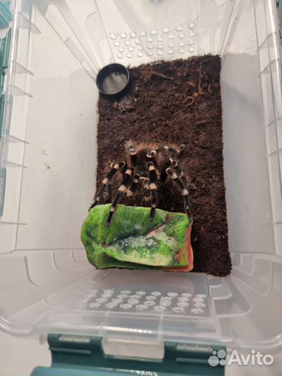 Паук птицеед Acanthoscurria geniculata