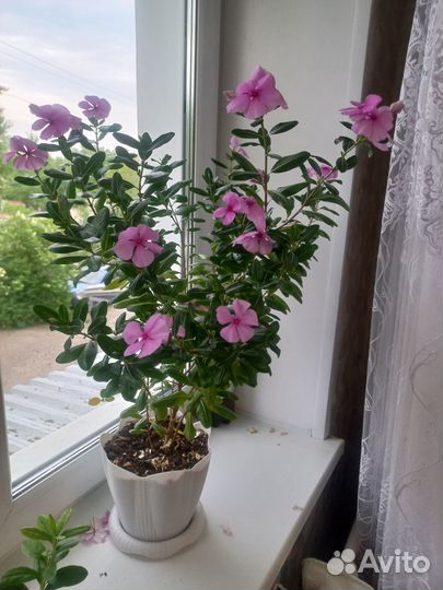 Катарантус