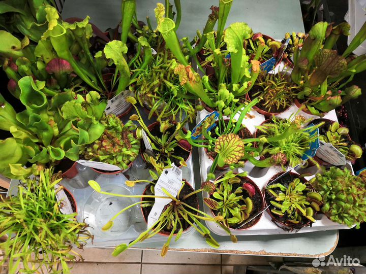 Дионея. Венерина мухоловка. Росянка, Непентес