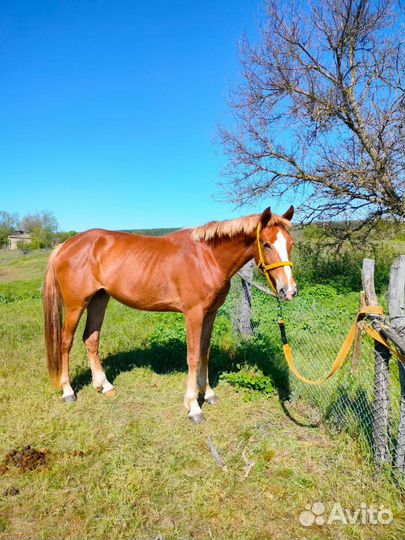 Продам кобылу