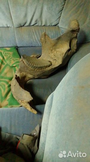 Челюсть мамонта с зубом