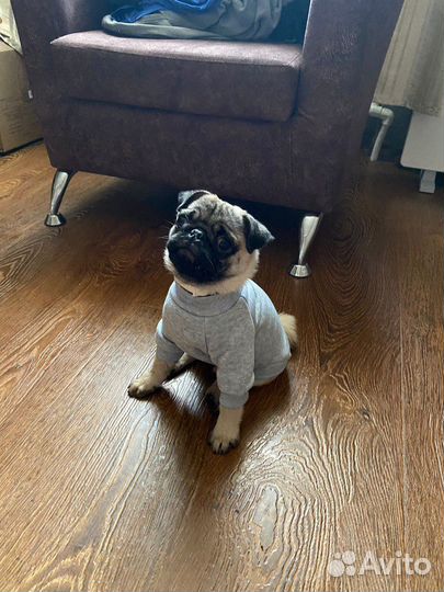 Одежда для собак