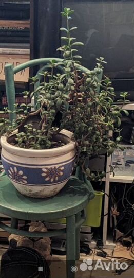 Толстянка, денежное дерево с горшке