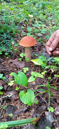 Дом 64 м² на участке 16 сот.