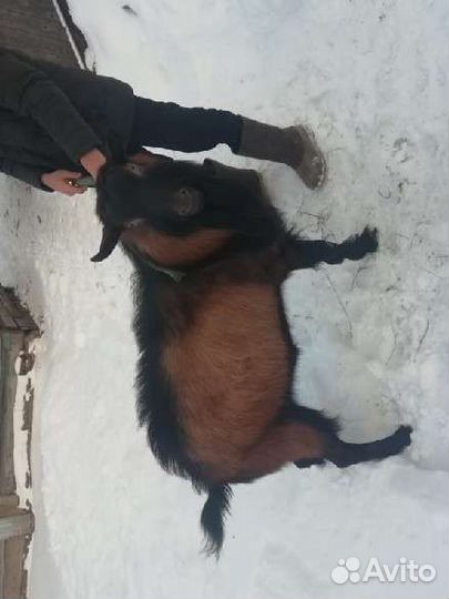 Козел Чеховський