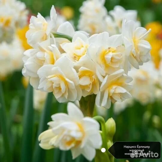 Нарцисс Ёрлишер махровый многоцветковый луковица