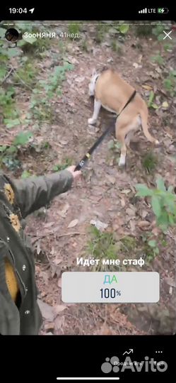 Выгул, зооняня, передержка, Догситтер Центр