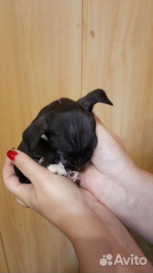 Щенки чихуахуа мини