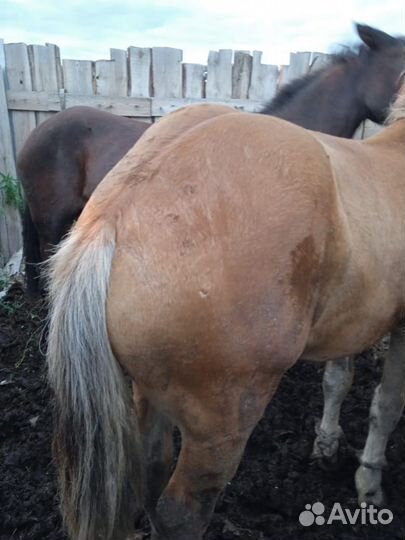 Продам коней