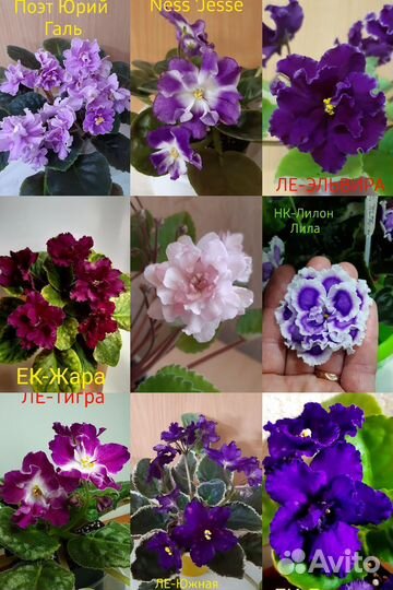 Фиалки сортовые