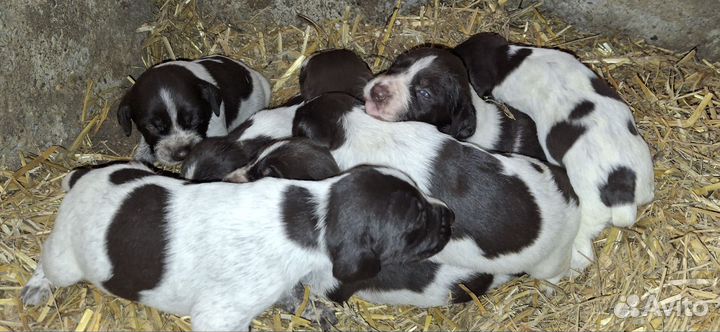 Собаки щенки