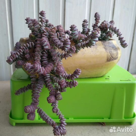 Крассула Толстянка