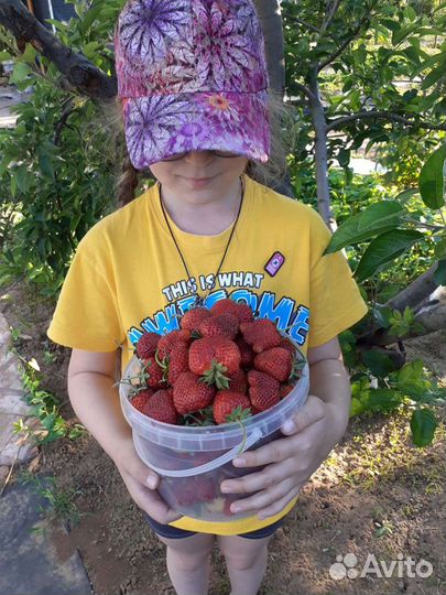 Клубника домашняя Земляничный сладкий сорт