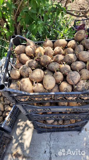 Семенной картофель гала королева анна, есть фиолет