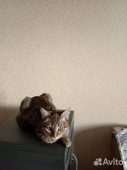 Кошечка в добрые руки