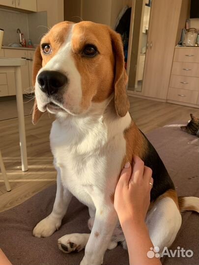 Щенки бигль