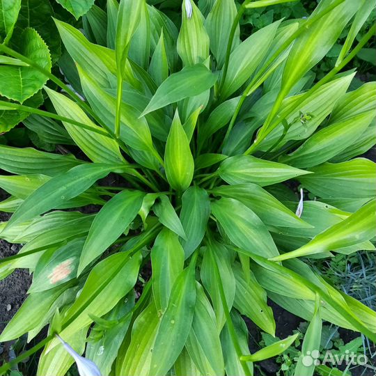 Хоста Гейхера Брунера Дицентра Гипсофила