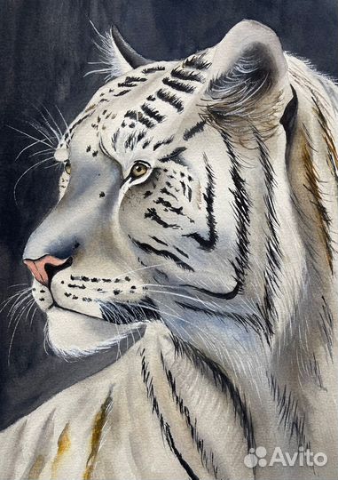 Картина акварелью Тигр