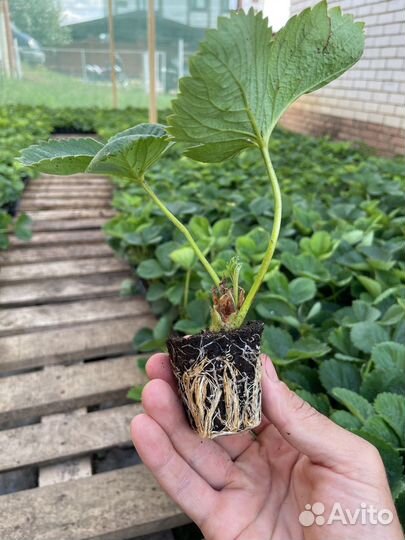 Рассада клубники высшего качества