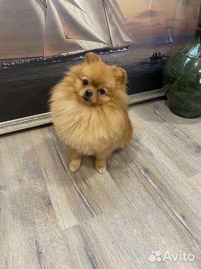 Вязка Кляйншпиц