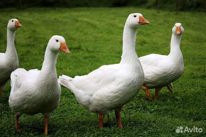 Гуси