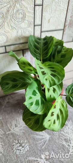 Маранта Фэнтези