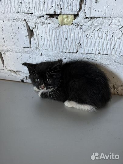 Котята в добрые руки бесплатно