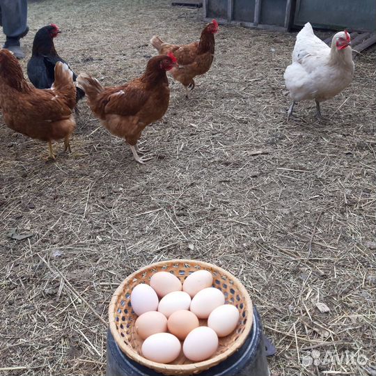 Домашние яйца куриные