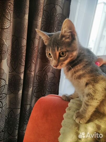 Котик