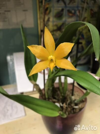 Орхидея каттлея