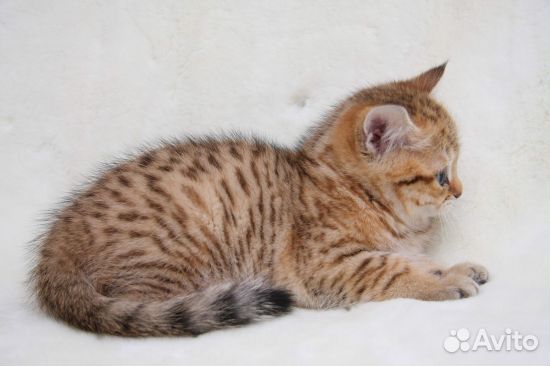 Клубный британец котик