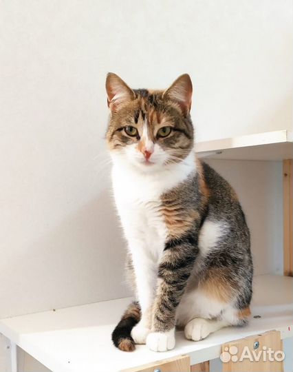 Кошка трехцветная в добрые руки