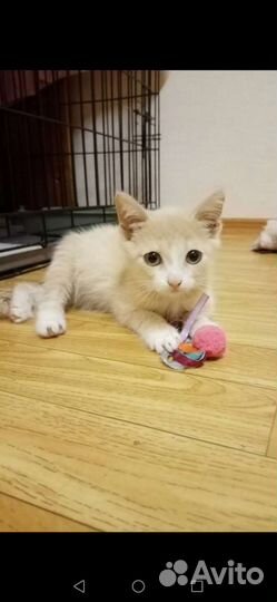 Котята девочка и мальчик