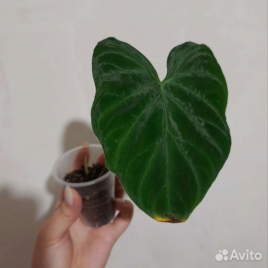 Филодендрон Веррукозум