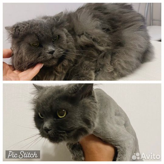 Стрижка собак и кошек (груминг)