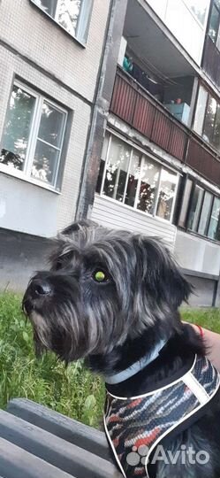 Передержка животных на время отпуска