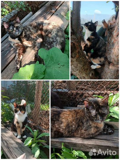 Трехшерстные кошечки