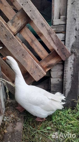 Гусь,просто гусь