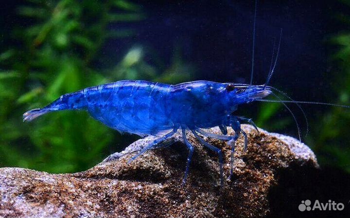 Продам рыбок