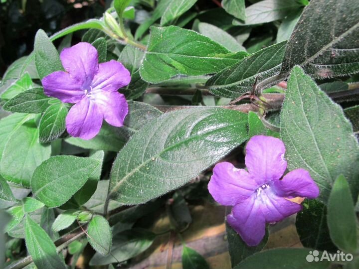 Руэллия Стапелия Гастерия