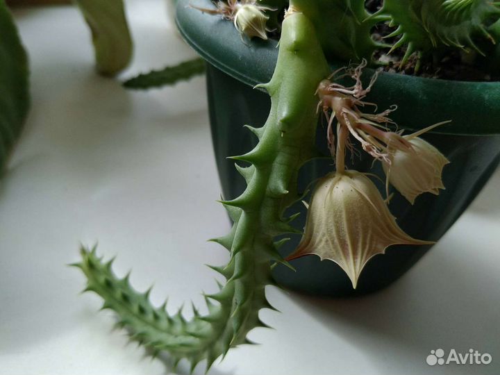 Гуэрния Опунция кактус денежное дерево