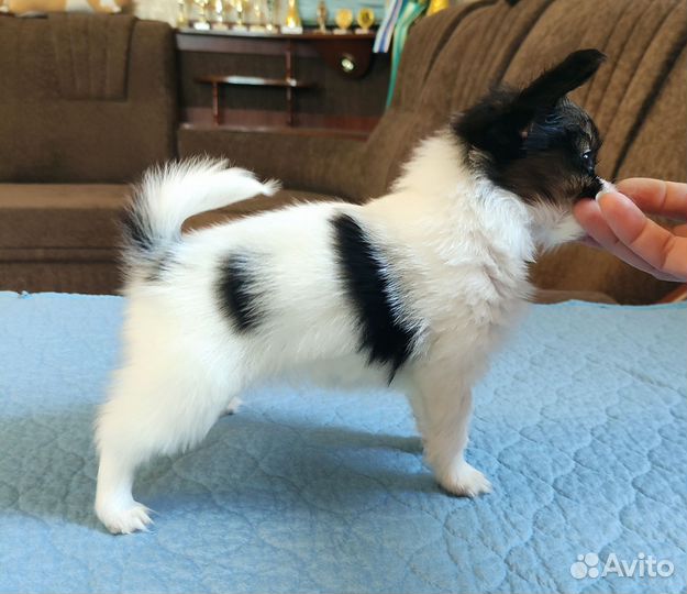 Папийон девочка