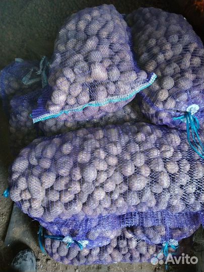 Картофель на корм скоту