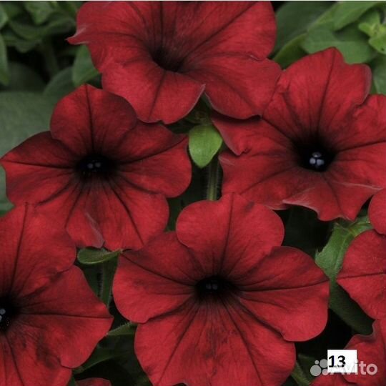 Петуния ампельная Тайдал, Опера с доставкой