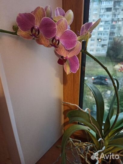 Орхидея фаленопсис