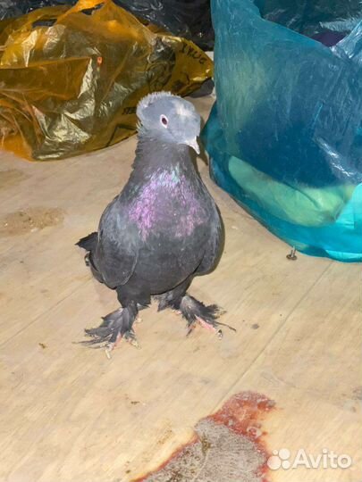 Продажа голубей