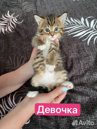 Котята мейн-кун
