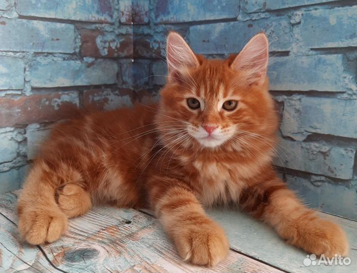 Курильский бобтейл красные яркие котята