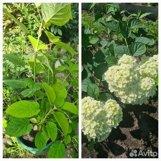 Гортензия Анабель