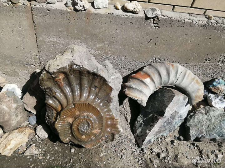 Аммониты. Септарии. Жеоды. Минералы. Окаменелости